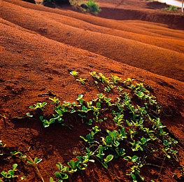 探索澳洲的魅力：农场模拟游戏《金垦小镇Dinkum》评测与玩法揭秘